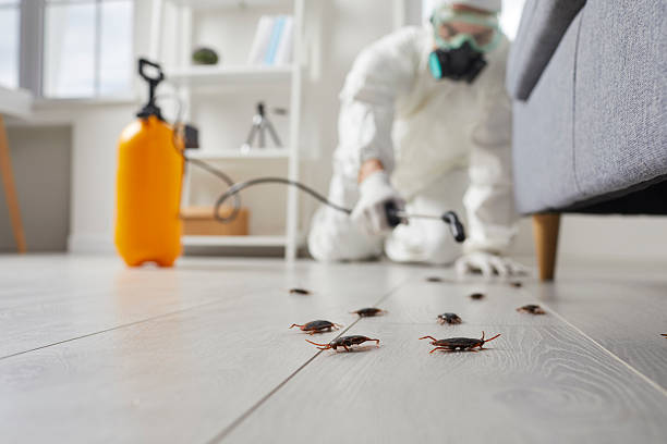 Commercial Kitchen Cockroach Control in Enetai